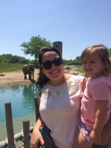 Elephants at the zoo